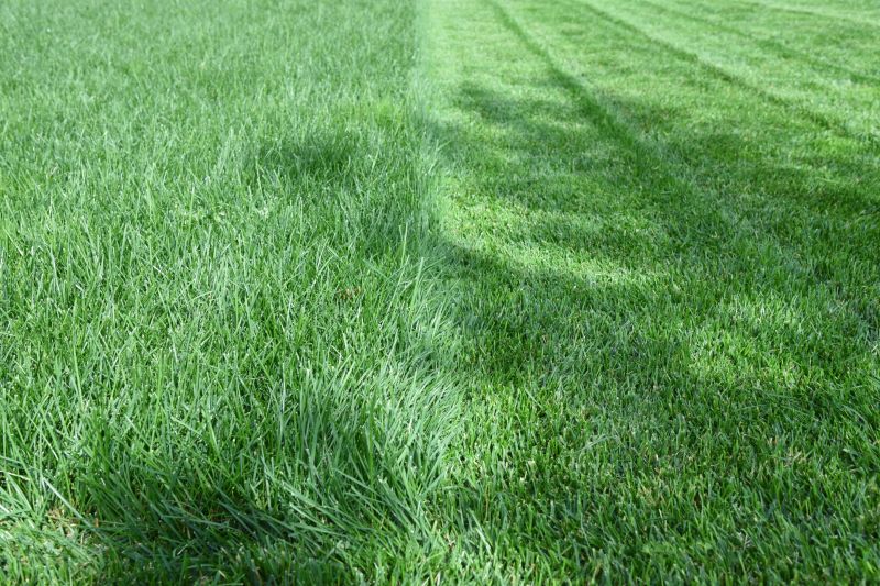 Mowed Grass Surface