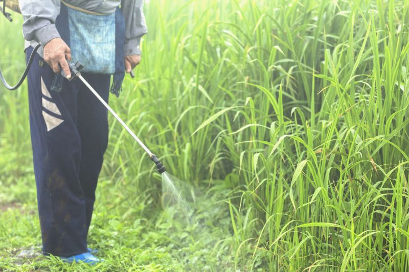Weed Prevention Service in Aiken, SC