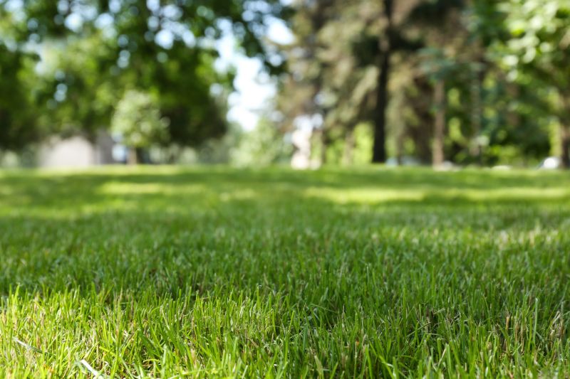 Maintain Your Lawn Health