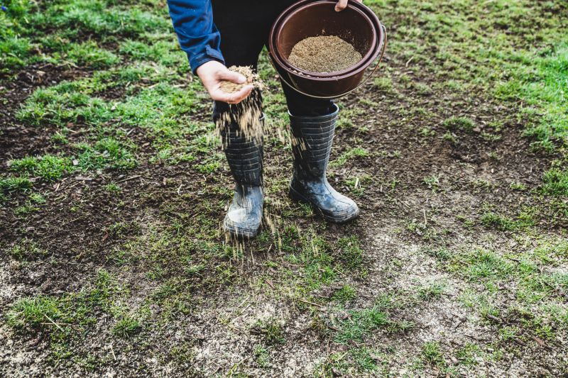 New Lawn Seeding in Ventura County, CA