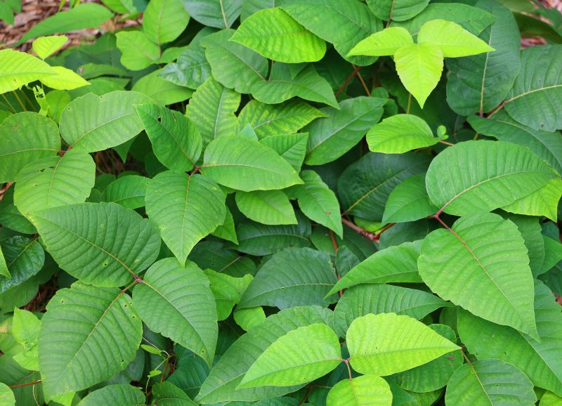 Poison Oak Removal in Bucks County, PA