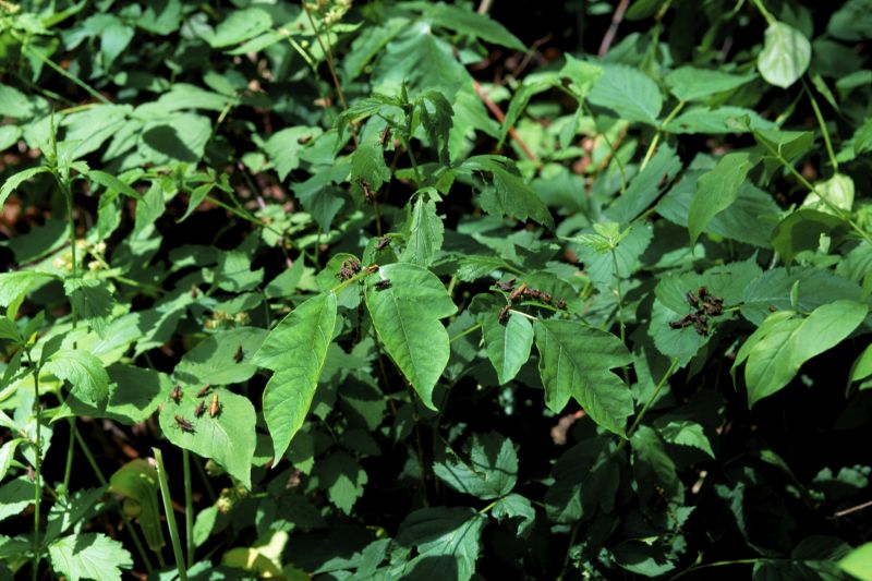 Poison Oak Removal in Burlington County, NJ